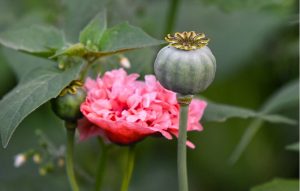 poppy plant